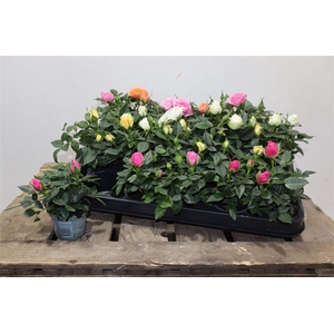 Ro Kordana Gem 3 Srt