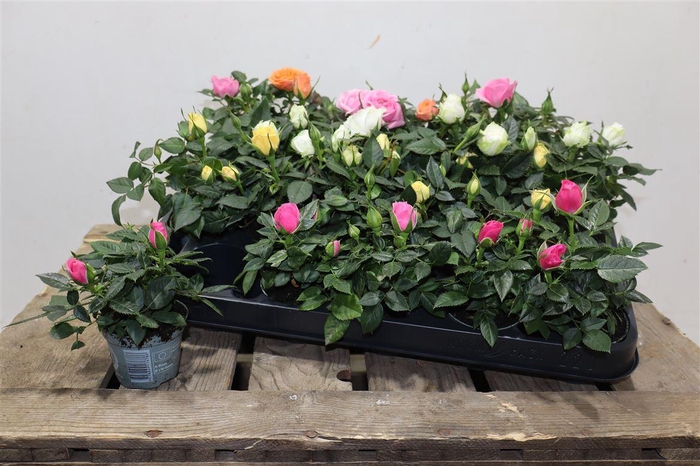 <h4>Ro Kordana Gem 3 Srt</h4>