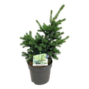 Picea pung. 'Lucky Strike'