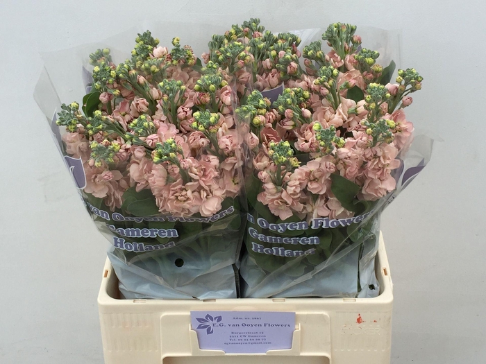 <h4>MATTHIOLA INCANA 'MILLA SALMON'</h4>