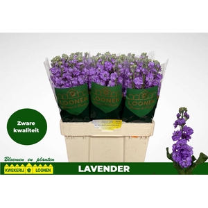 MATTH MILLA LAVENDER