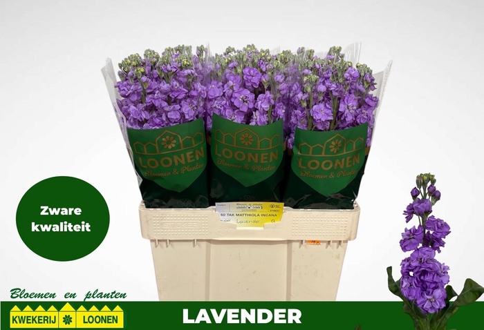 <h4>MATTH MILLA LAVENDER</h4>