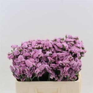 Statice Pretty Wings