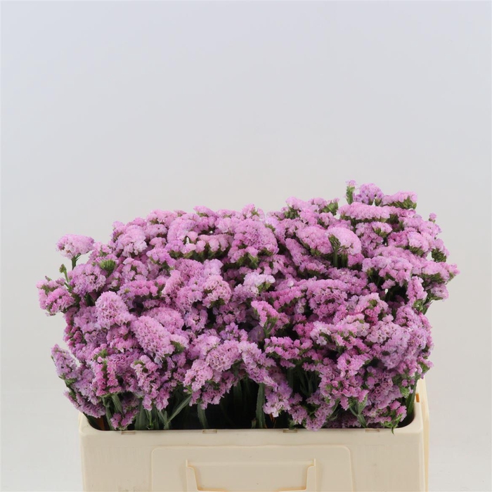 <h4>Statice Pretty Wings</h4>