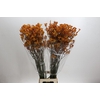 Kangaroo Paw Golden Girl