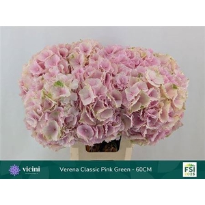 Hydr Verena Champagne Cl