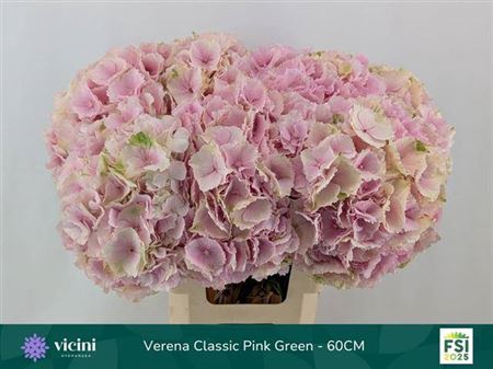 <h4>Hydr Verena Champagne Cl</h4>