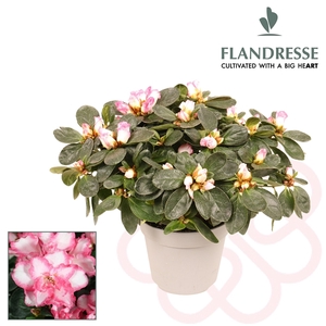 Azalea Flandresse® 'bont' 22 - 25 cm