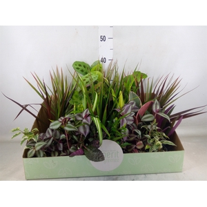Planten  ..mix