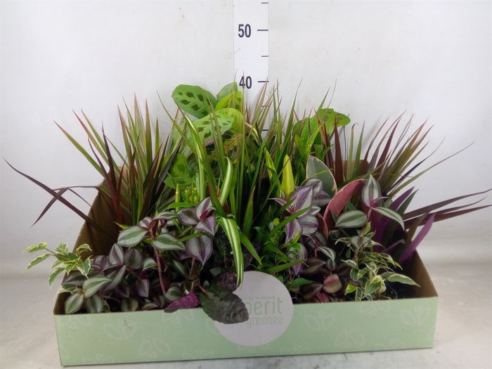 <h4>Planten  ..mix</h4>