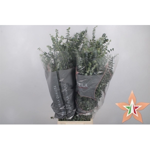 Euc Baby Blue Short Per Bunch 400 Gram