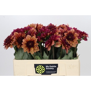 Dahlia Creme de Cognac