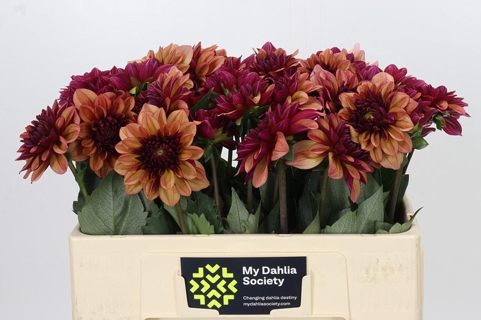 <h4>Dahlia Creme de Cognac</h4>