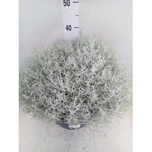 Leucophyta brownii