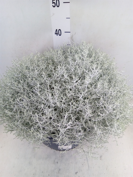 <h4>Leucophyta brownii</h4>