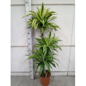 Dracaena fr de 'LemonLime'