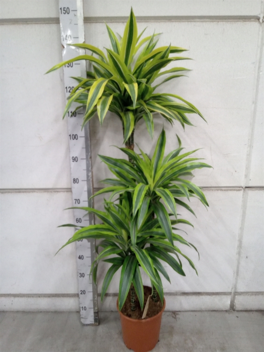 <h4>Dracaena fr de 'LemonLime'</h4>