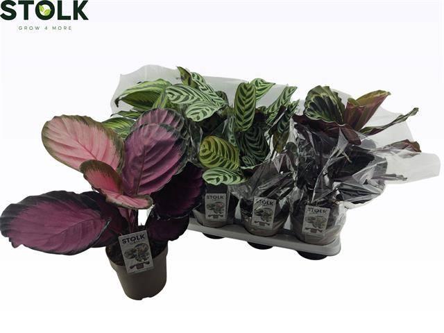 <h4>CALAT GEM 4 SRT</h4>