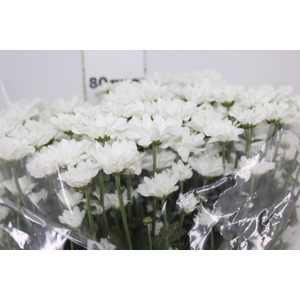 CRISANTEMO SANTINI APPIA 080 CM