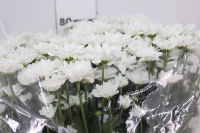 <h4>CRISANTEMO SANTINI APPIA 080 CM</h4>