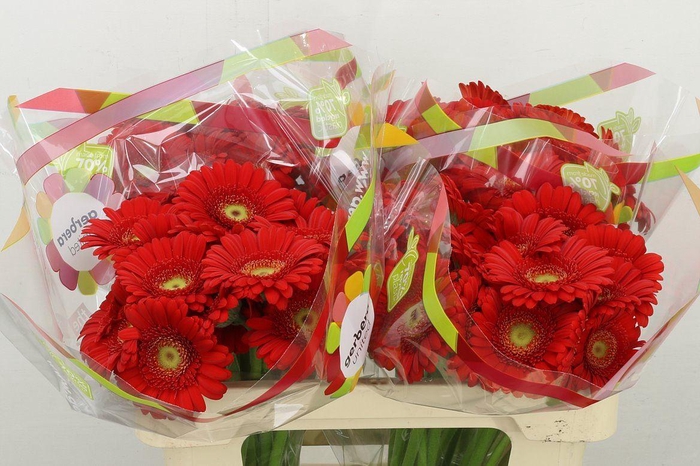 <h4>Ge. Mi Ketchup</h4>