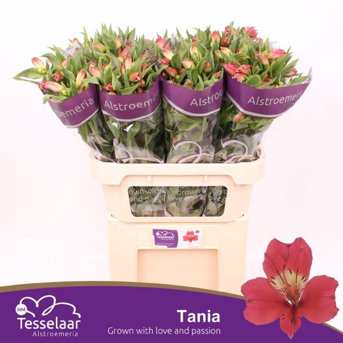 <h4>Alstr Tania</h4>