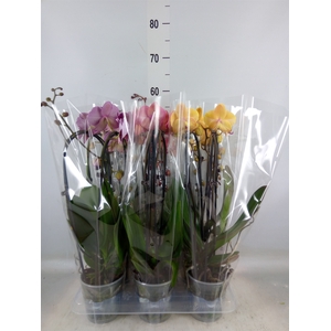 Phalaenopsis  'Elegant Cascade'