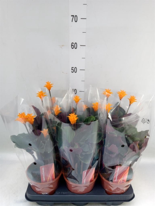 <h4>Calathea crocata</h4>