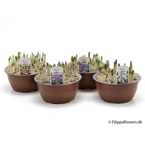 CROCUS-HYBRIDER P19