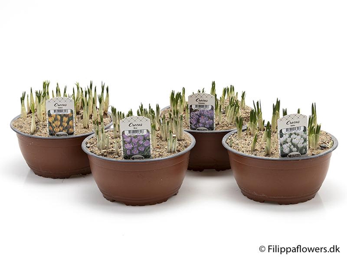 <h4>CROCUS-HYBRIDER</h4>