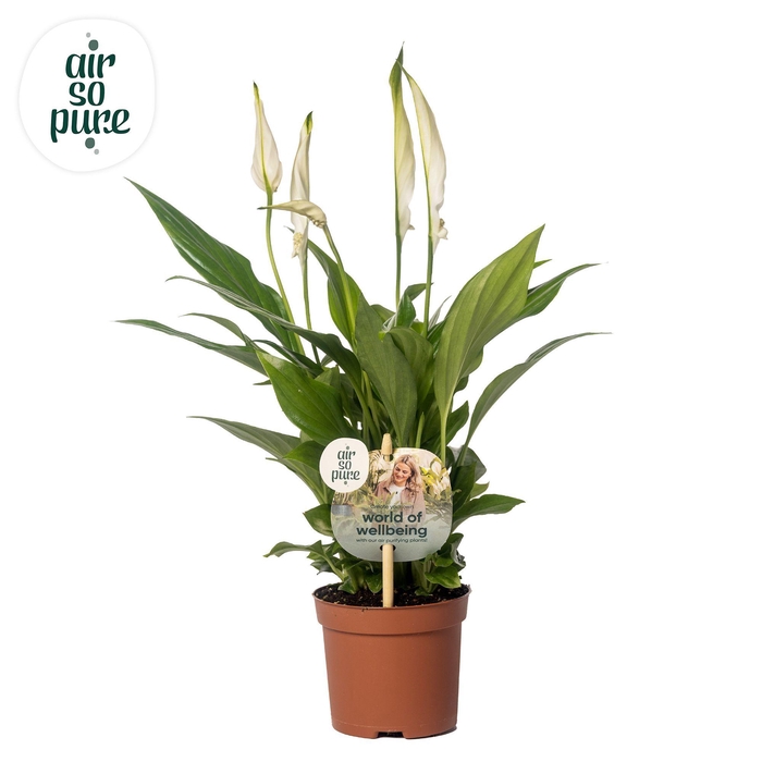 <h4>Spathiphyllum 9 cm Chopin Air so Pure - WOW etiket</h4>