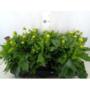 Dahlia  'Hypnotica Tropc Bree'