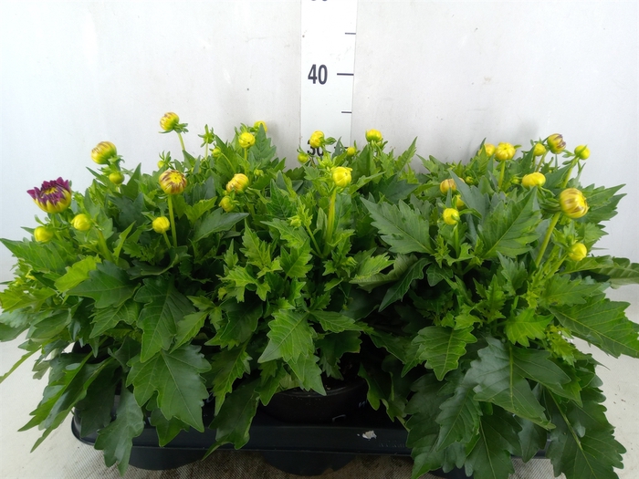 <h4>Dahlia  'Hypnotica Tropc Bree'</h4>