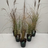 Grasses mix exclusive  P23 (5ltr)