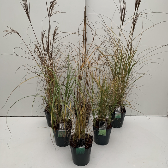 Grasses mix exclusive  P23 (5ltr)