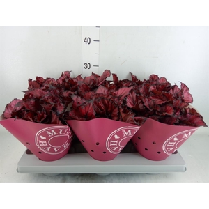 Begonia BD 'Kohala Red'