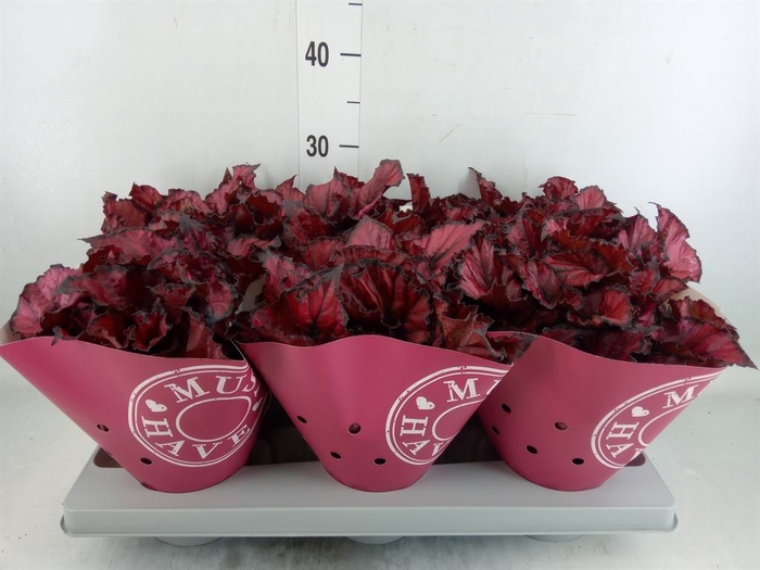 <h4>Begonia BD 'Kohala Red'</h4>