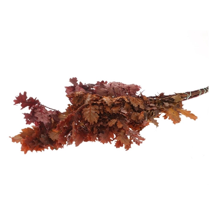 <h4>Preserved Eik mini mix 65cm 150g</h4>