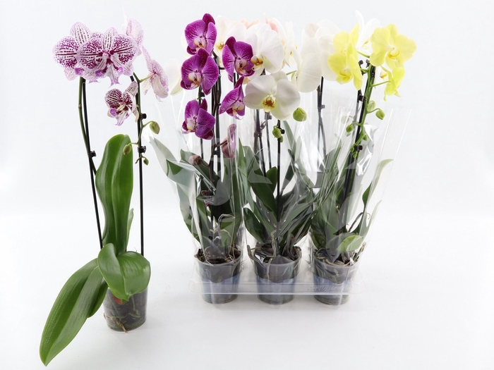 <h4>PHAL EL CASCADE</h4>