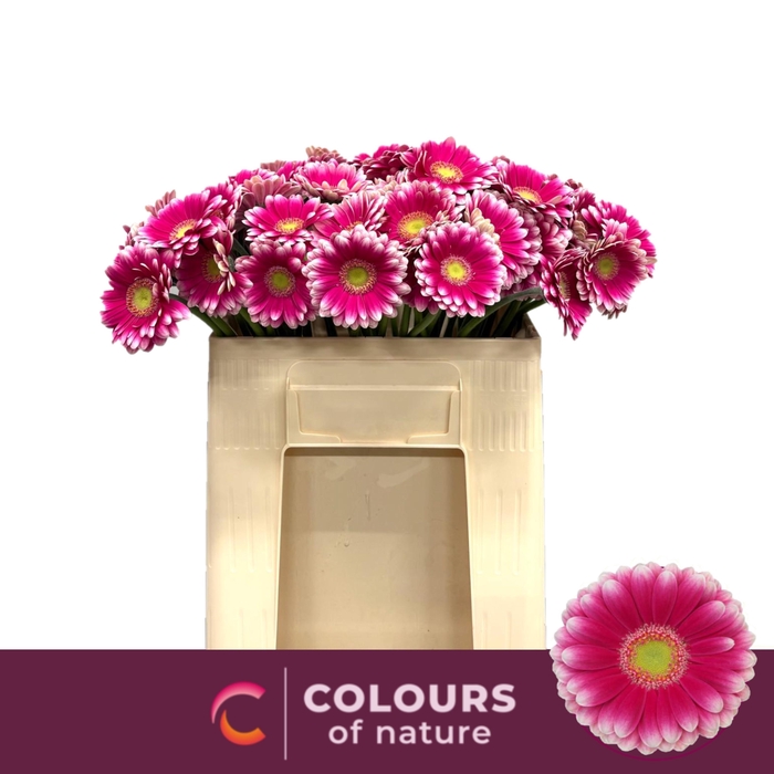 <h4>GE MI LAUDA</h4>