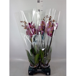 Phalaenopsis  'Ant Montpellier'