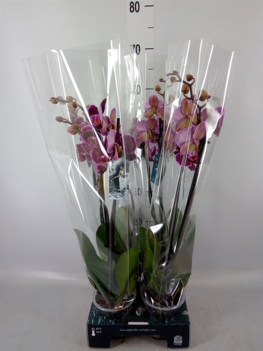 <h4>Phalaenopsis  'Ant Montpellier'</h4>