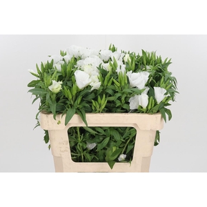 Clarkia Am Gr White