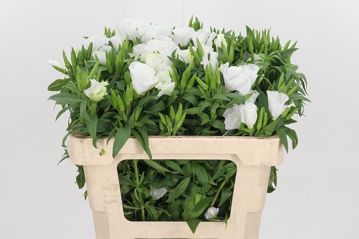 <h4>Clarkia Am Gr White</h4>