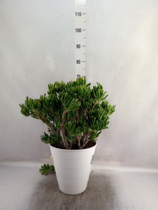 <h4>Crassula ovata 'Hobbit'</h4>