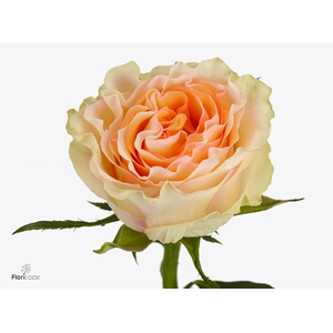 Rosa Brinessa