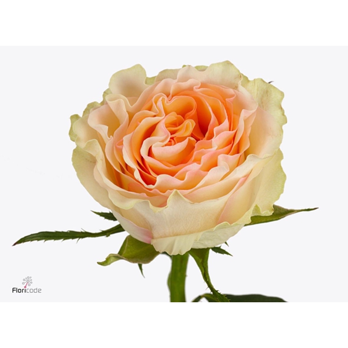 <h4>Rosa Brinessa</h4>