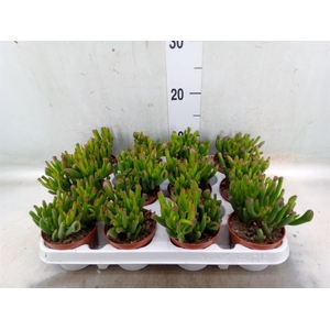 Crassula ovata 'Gollum'