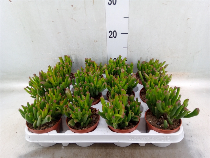 <h4>Crassula ovata 'Gollum'</h4>