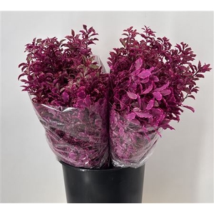 Col Pittosporum Lilla